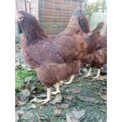 Broedeieren Rhode islanders Red kippen