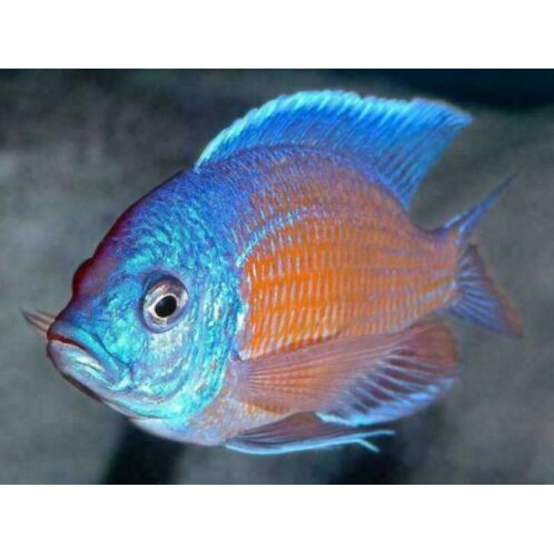 groote keus, kleurige aquariumvissen , dwerg chichlide