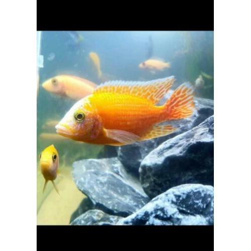 Fire Fish Cichlide