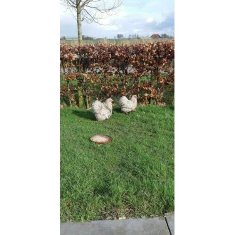 kippen