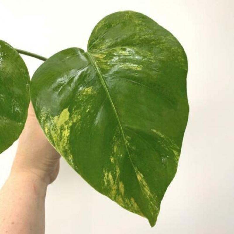 Monstera Aurea Yellow variegata (philodendron fam) Neo
