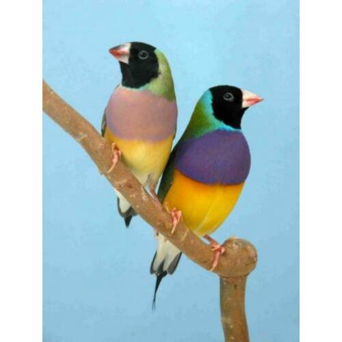 Te koop koppel Gouldamadines Goulds