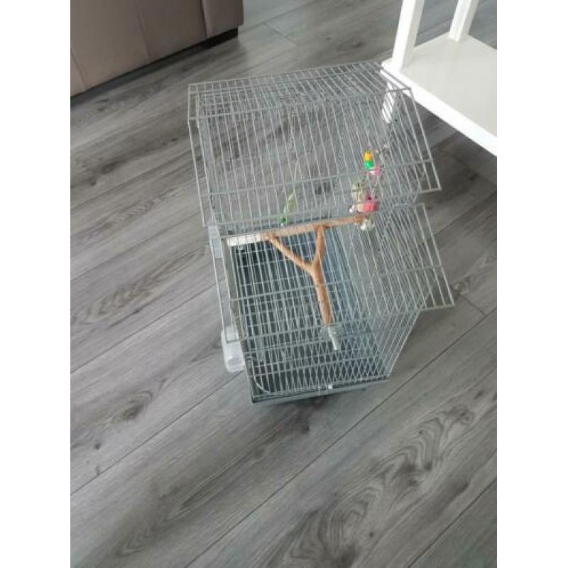 Vogelkooi