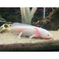 2 Axolotl's (wit en wildkleur) - Geboren juni '19 - 15 cm