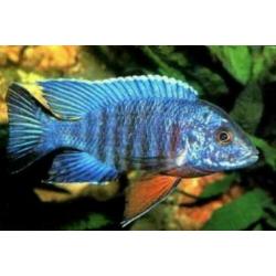 groote keus, kleurige aquariumvissen , dwerg chichlide