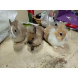 3 Mannelijke dwergkonijntjes te koop.
