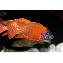 groote keus, kleurige aquariumvissen , dwerg chichlide