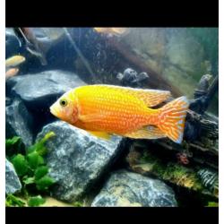 Fire Fish Cichlide