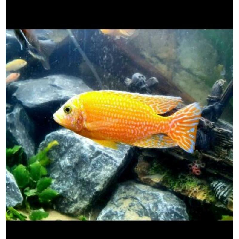 Fire Fish Cichlide