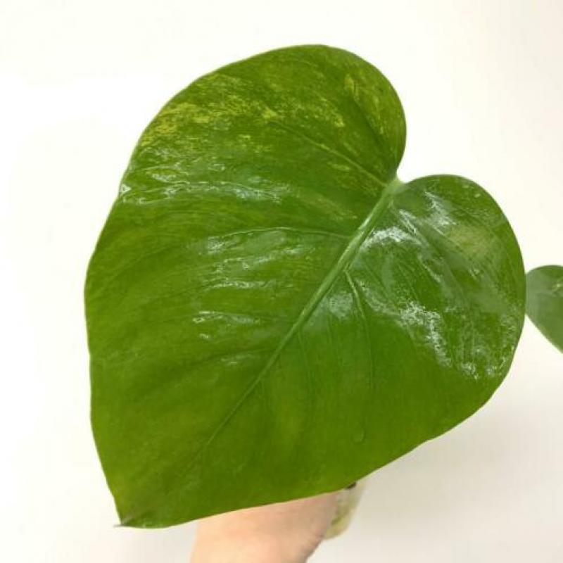 Monstera Aurea Yellow variegata (philodendron fam) Neo