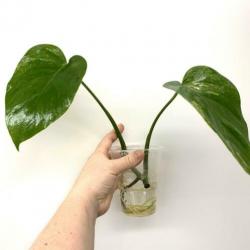 Monstera Aurea Yellow variegata (philodendron fam) Neo
