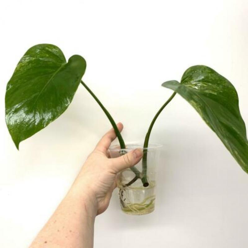 Monstera Aurea Yellow variegata (philodendron fam) Neo