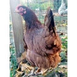 Broedeieren Rhode islanders Red kippen