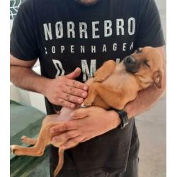 Jony = pup