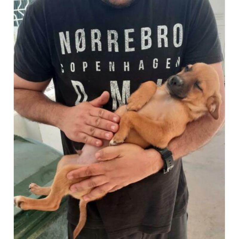 Jony = pup