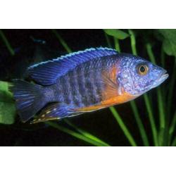 groote keus, kleurige aquariumvissen , dwerg chichlide
