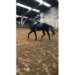 Zadelmak maken/ training
