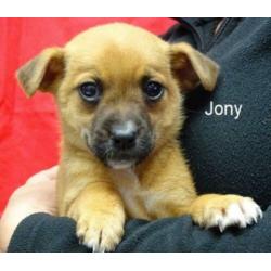 Jony = pup