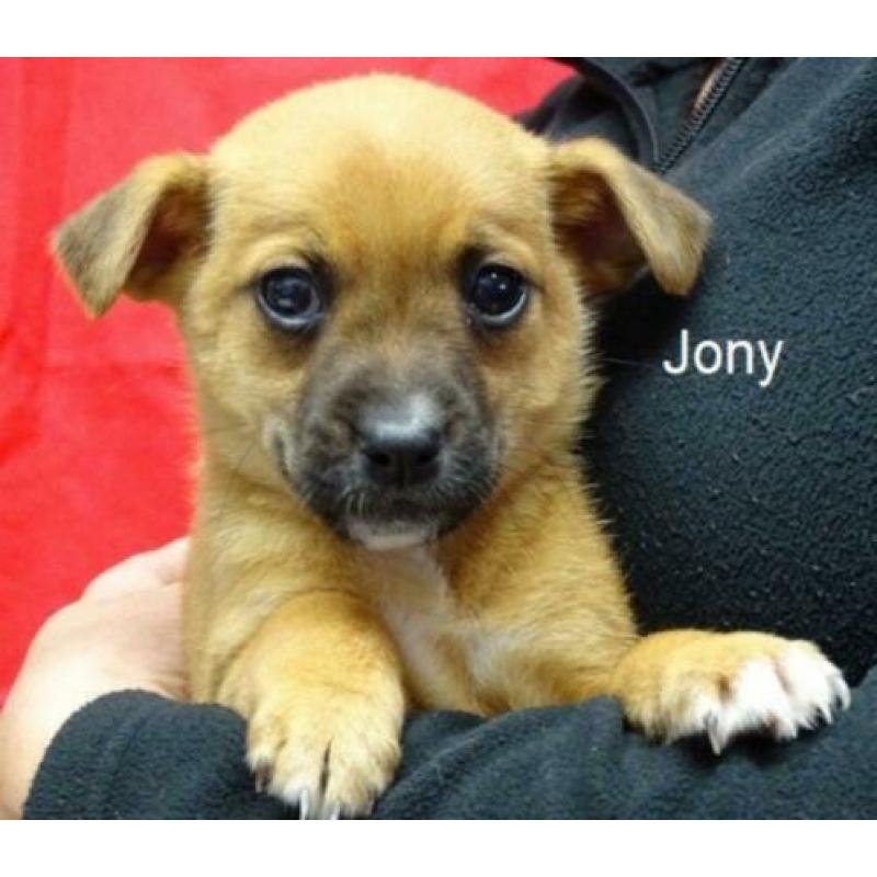 Jony = pup