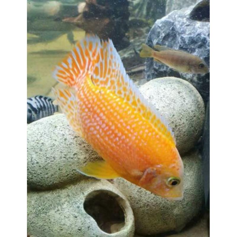 Fire Fish Cichlide