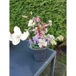 Diverse kunstbloemen! GOEDKOOP