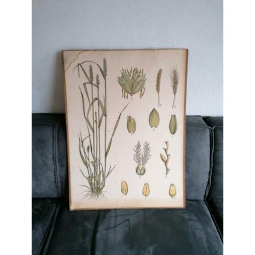 Oude schoolplaat 80 x 60 cm