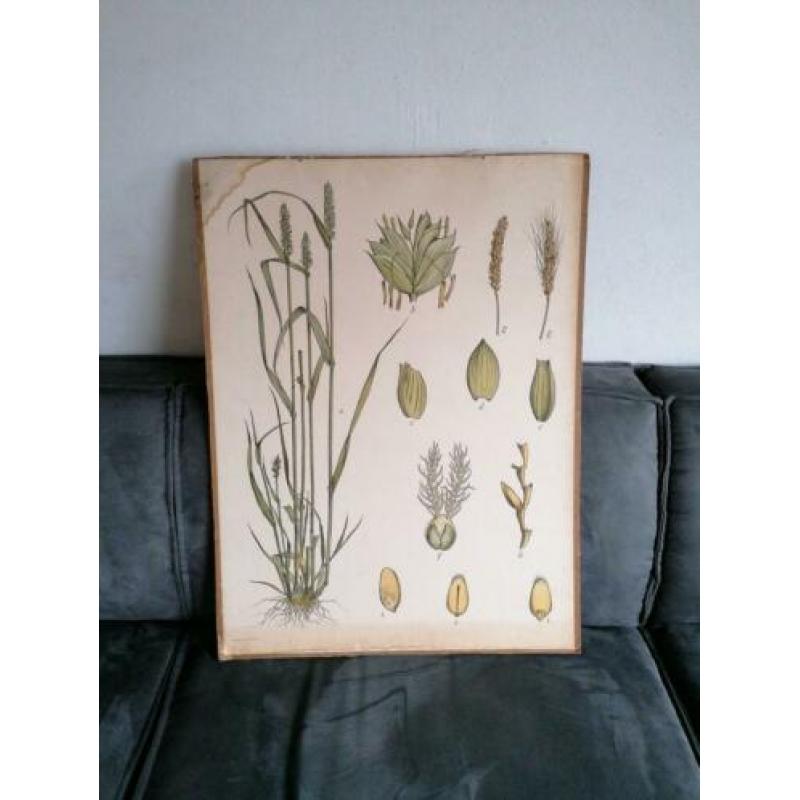 Oude schoolplaat 80 x 60 cm