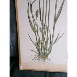 Oude schoolplaat 80 x 60 cm