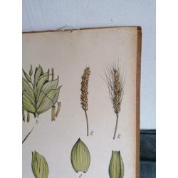 Oude schoolplaat 80 x 60 cm