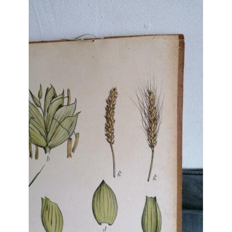 Oude schoolplaat 80 x 60 cm