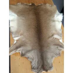 Herten-huid - niet gebruikt- 1.15 x 0.85/1.05-