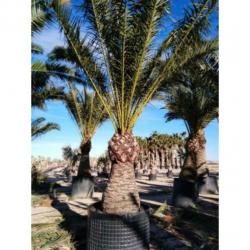 Phoenix Canariensis - Canarische Dadelpalm 350-550cm art1346