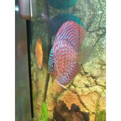 Juwel Rio 450 Discus aquarium te koop