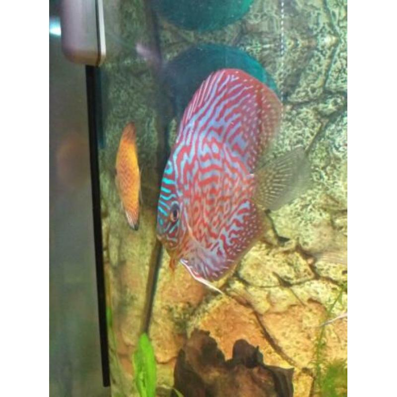 Juwel Rio 450 Discus aquarium te koop