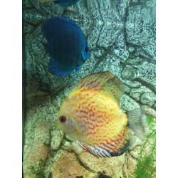 Juwel Rio 450 Discus aquarium te koop