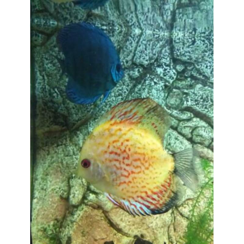 Juwel Rio 450 Discus aquarium te koop