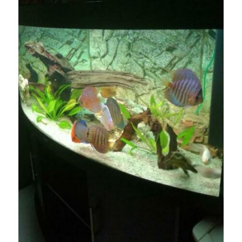 Juwel Rio 450 Discus aquarium te koop