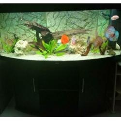 Juwel Rio 450 Discus aquarium te koop