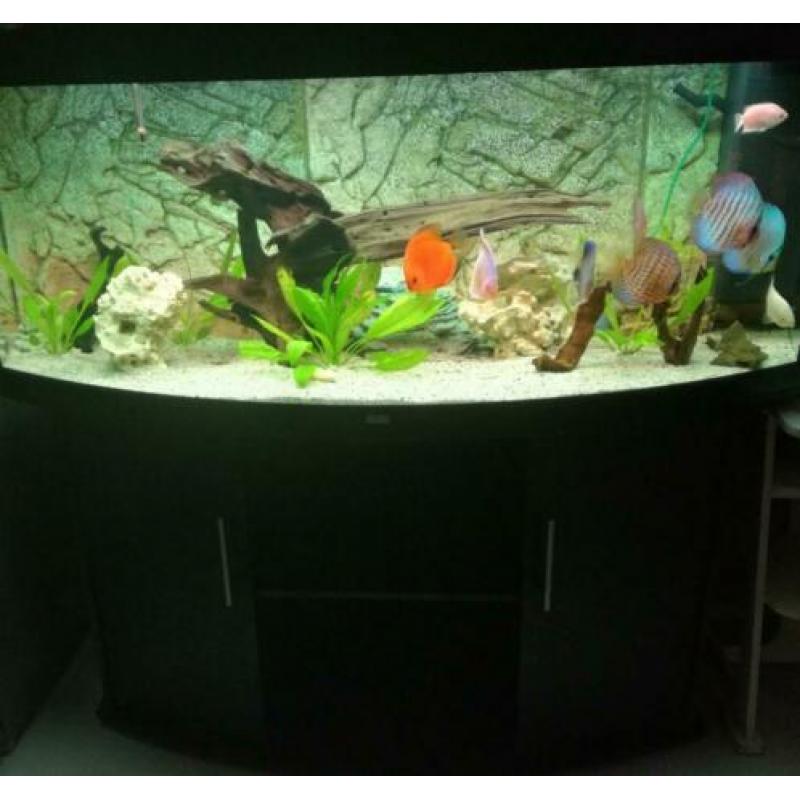 Juwel Rio 450 Discus aquarium te koop