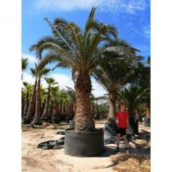 Phoenix Canariensis - Canarische Dadelpalm 350-550cm art1346