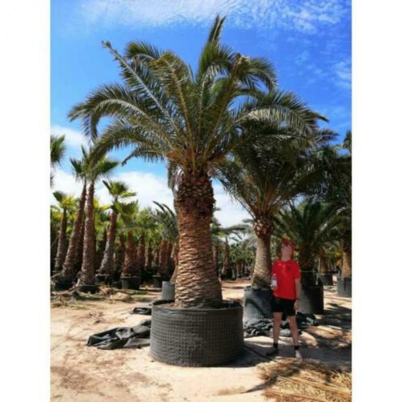 Phoenix Canariensis - Canarische Dadelpalm 350-550cm art1346