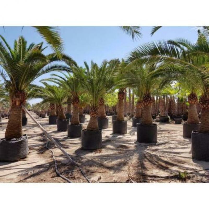 Phoenix Canariensis - Canarische Dadelpalm 350-550cm art1346