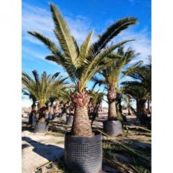 Phoenix Canariensis - Canarische Dadelpalm 350-550cm art1346