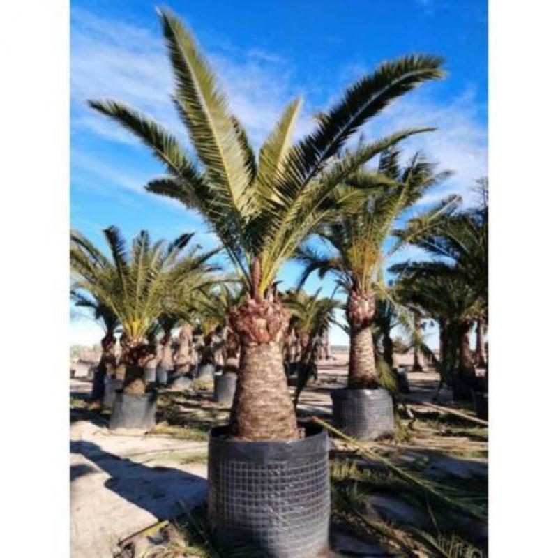 Phoenix Canariensis - Canarische Dadelpalm 350-550cm art1346