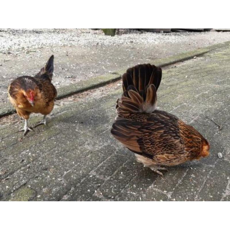 2 oude dames antwerpse baard krielkipjes