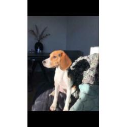 Beagle teefje