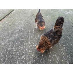 2 oude dames antwerpse baard krielkipjes