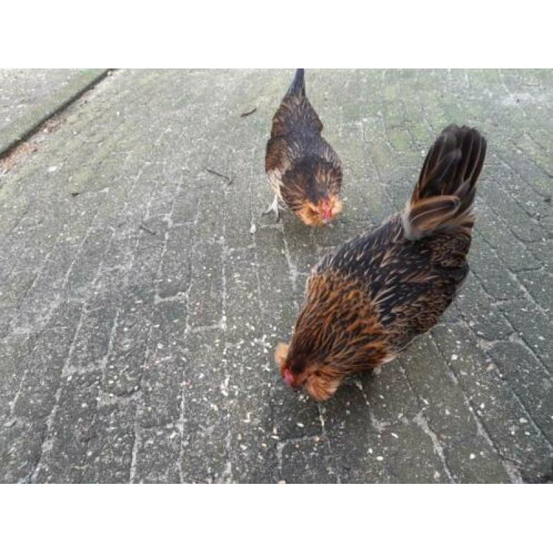 2 oude dames antwerpse baard krielkipjes