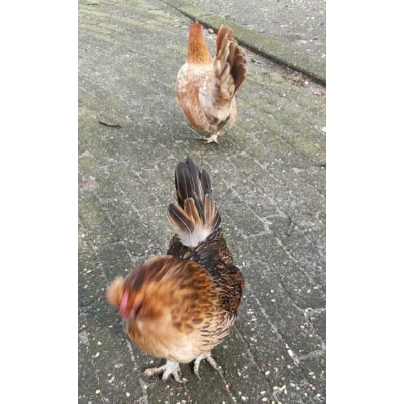 2 oude dames antwerpse baard krielkipjes
