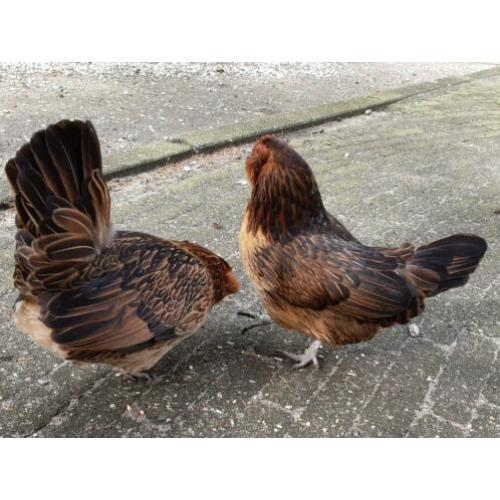 2 oude dames antwerpse baard krielkipjes